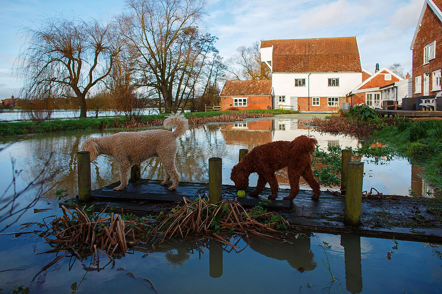 uk trips with dogs